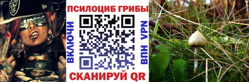 купить наркоту  Кемерово  Псилоцибиновые грибы мицелий 